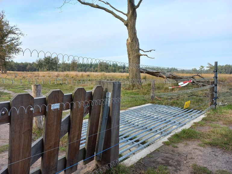 Een wolfwerend raster beschermt de aanwezige heideschapen