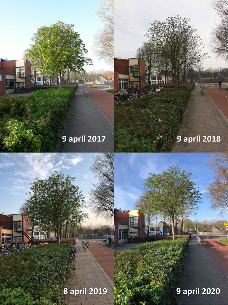 Paardenkastanje rond 9 april 2017, 2018, 2019 en 2020