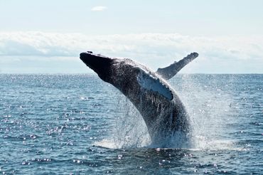 Humpback whale