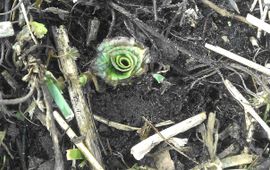 Thea Spruijt Bijenorchis, rozet met 5 bladeren. Begin maart 2011