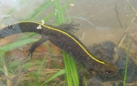 Arnold van Rijsewijk Italiaanse kamsalamander
