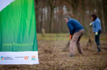 Vrijwilligers aan de slag met jonge boompjes