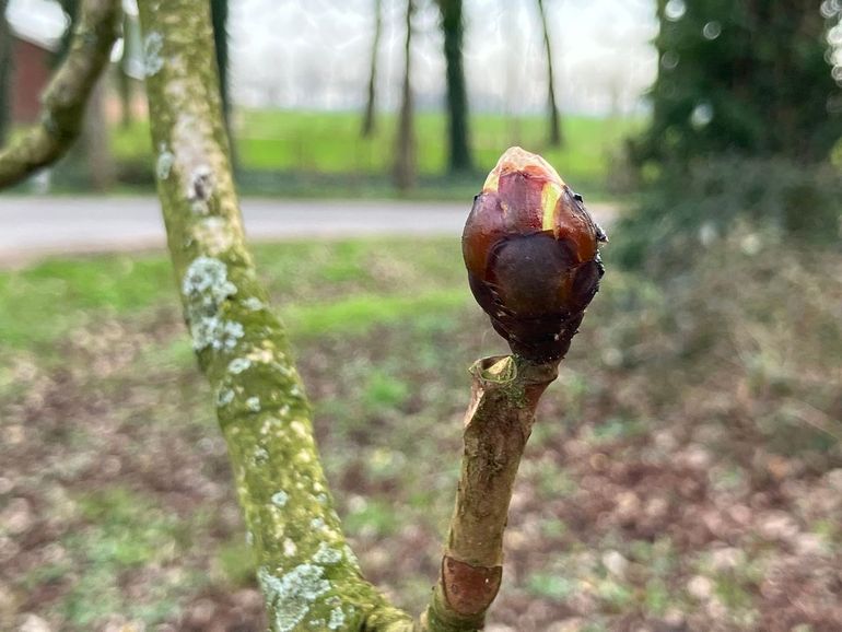 Knoppen van de witte paardenkastanje breken al open