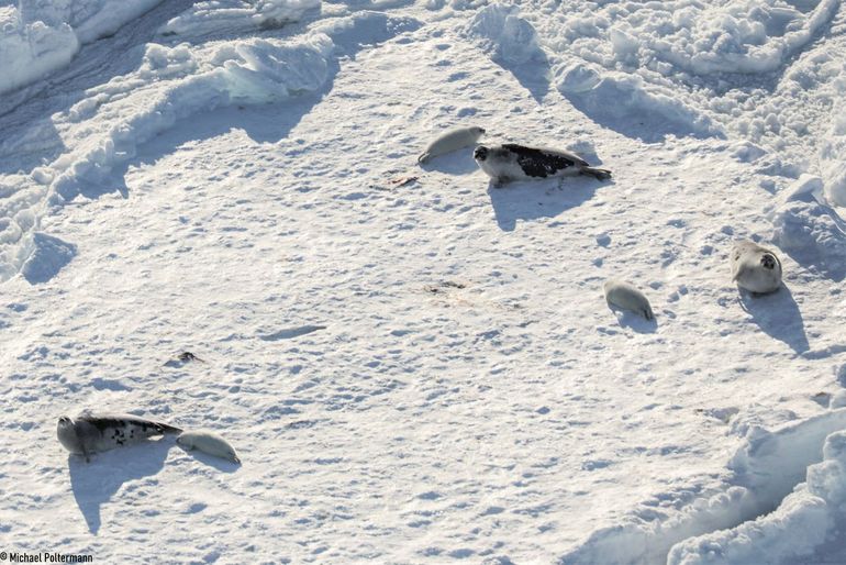 Zeehonden gebruiken het zee-ijs om te rusten, te verharen en pups te werpen