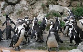 Pinguïns in Burgers' Zoo Arnhem