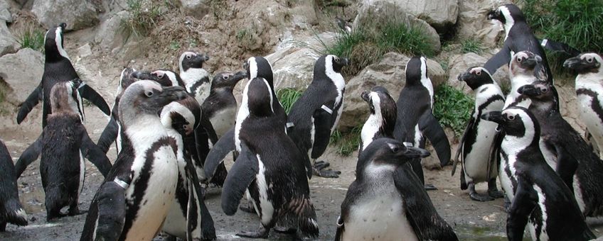Pinguïns in Burgers' Zoo Arnhem