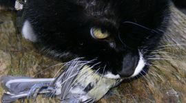 Kat met pimpelmees