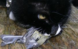 Kat met pimpelmees