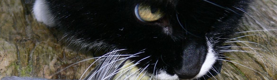 Kat met pimpelmees