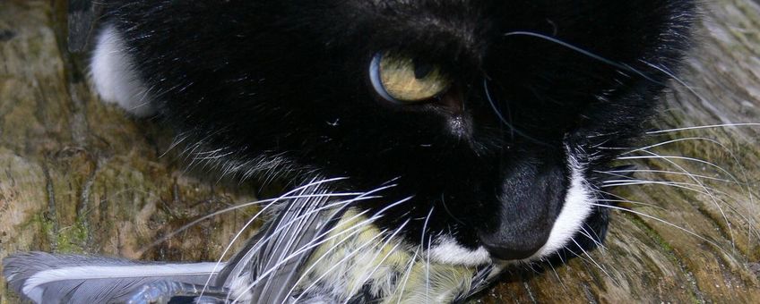 Kat met pimpelmees