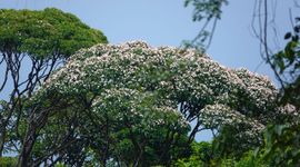 Qualea rosea in bloei, Tresor, Frans-Guyana