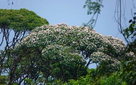 Qualea rosea in bloei, Tresor, Frans-Guyana