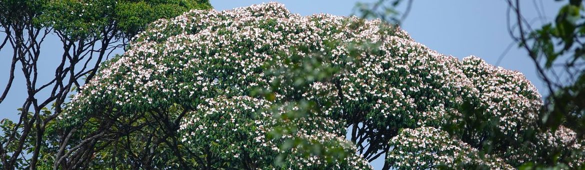 Qualea rosea in bloei, Tresor, Frans-Guyana