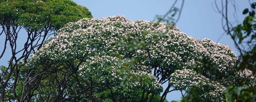Qualea rosea in bloei, Tresor, Frans-Guyana