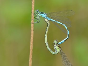 All populations of the Northern Damselfy Coenagrion hastulatum in the Netherlands are being monitored