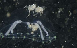 Krabbenlarfje op kwalletje, Grevelingenmeer, 2011
