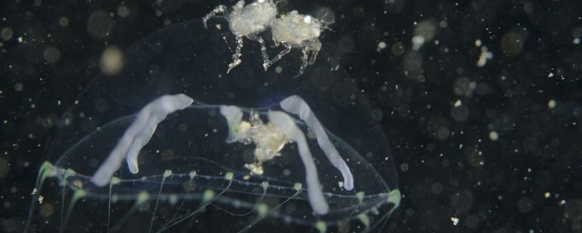 Krabbenlarfje op kwalletje, Grevelingenmeer, 2011