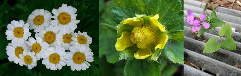Moederkruid, schijnaardbei en tuinjudaspenning