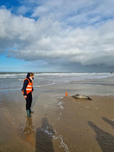 Een vrijwilliger van het NorthSealTeam houdt een oogje in het zeil bij een rustende zeehond op het strand