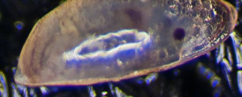 Cypris larve op duikpak