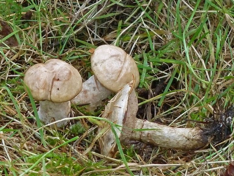 De Grauwe ringboleet leeft in symbiose met Lariks