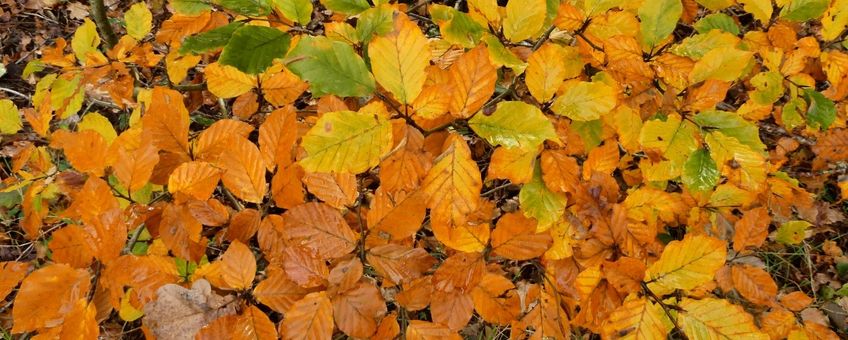 herfstkleuren IVN