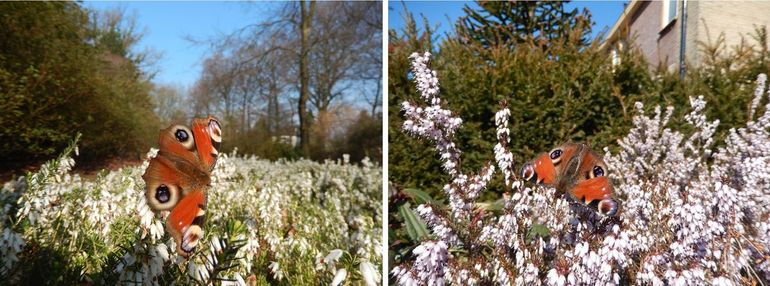 Een van de vroege bloeiers, winterheide, biedt nectar aan de hongerige dagpauwogen