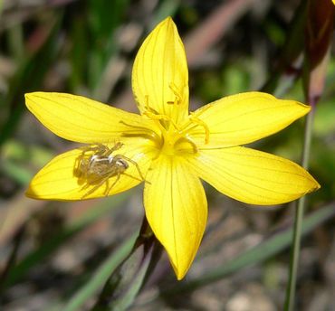 De gele bieslelie (Sisyrinchium californicum) kon onverwacht Nederland bereiken door de handel