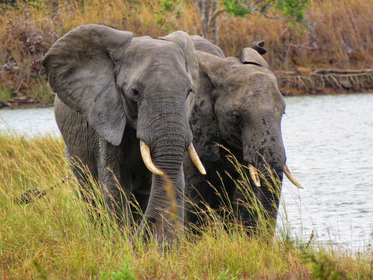 Olifanten in Kasungu National Park, Malawi