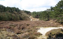 Shutterstock Heide en bos stikstof