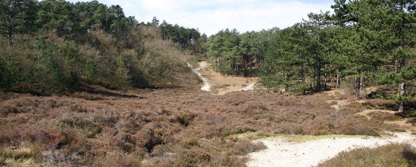 Heide en bos stikstof