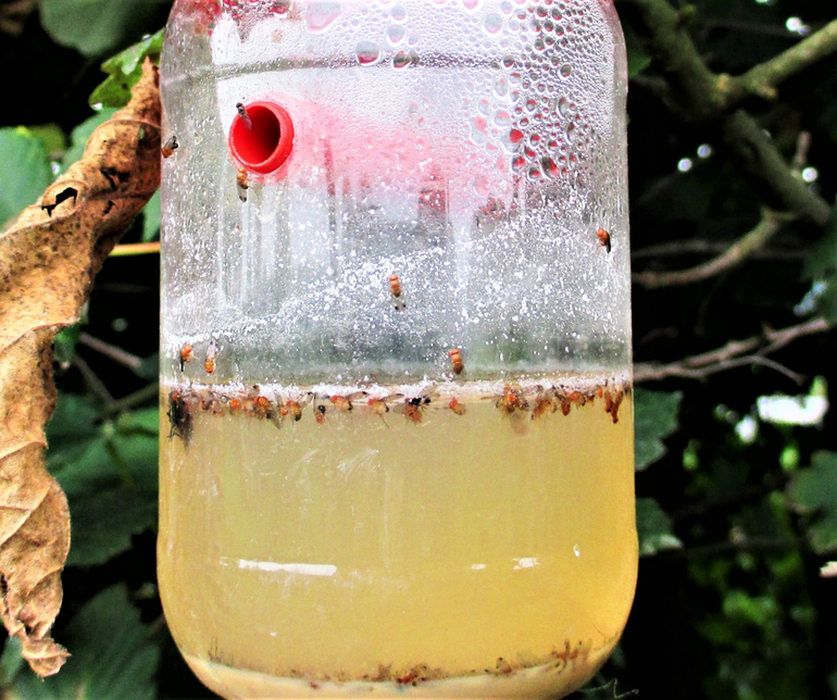 Voorbeeld van een fruitvliegval