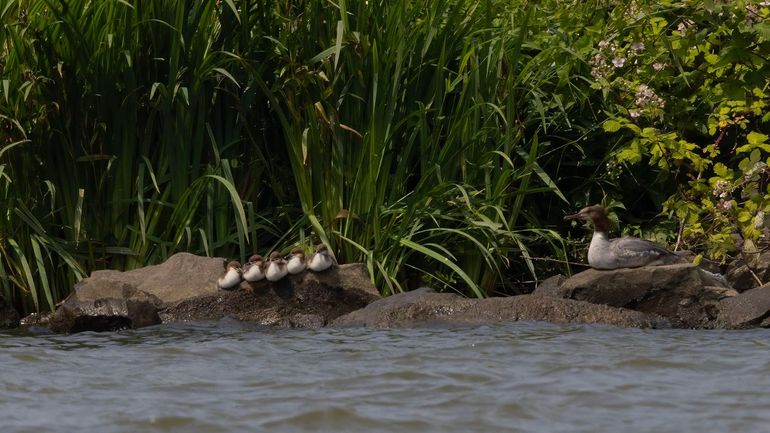 Vrouwtje Grote Zaagbek met jongen langs het Ketelmeer, 9 juni 2025