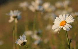 Leucanthemum vulgare. Gewone margriet