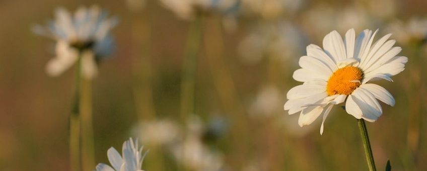 Leucanthemum vulgare. Gewone margriet