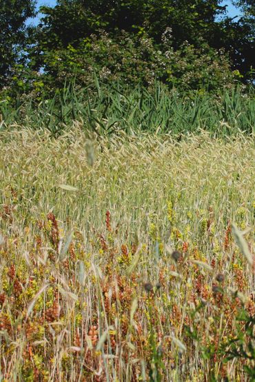 Perceel ingezaaid met rogge, ter onderdrukking van rietgroei