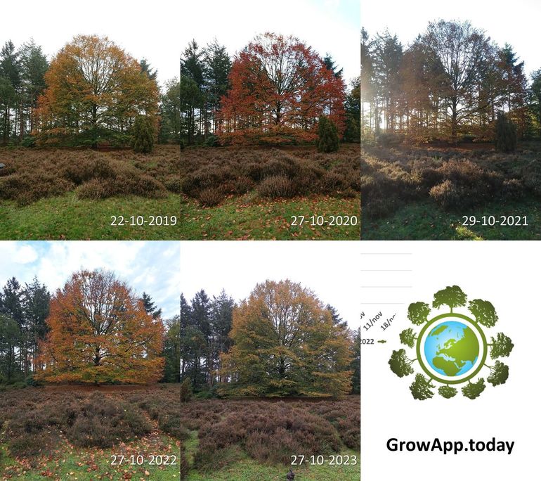 Stand van de bladverkleuring van een beuk in Jipsingboertange rond eind oktober in de jaren 2019 tot en met 2023