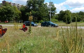 berm in Nijmegen met wat graslandvlinders