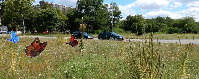 berm in Nijmegen met wat graslandvlinders