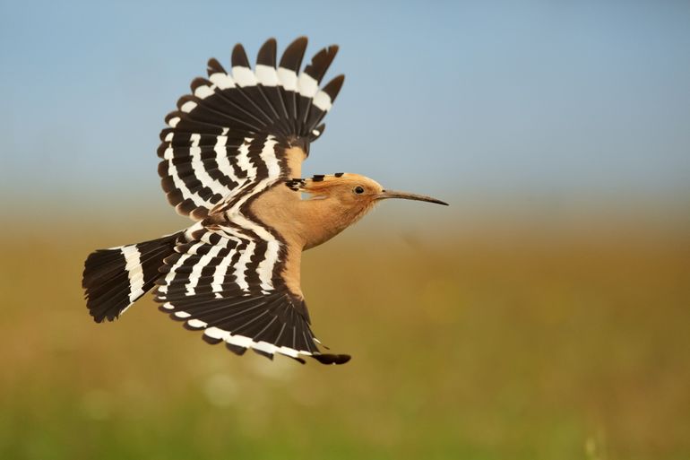 De hop is zelfs met de kuif omlaag niet te verwarren met een andere vogel