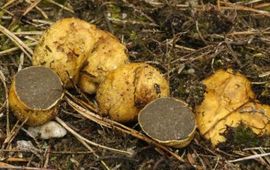 Rhizopogon luteolus
Okerkleurige vezeltruffel
N. Dam