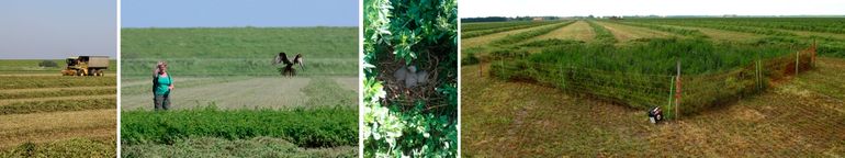 Dit nest van bruine kiekendieven in een Oost-Groninger polder werd in de maand mei net op tijd ontdekt, vlak voor de oogst van het gewas. Het nest met daarin drie eieren werd beschermd met een stroomhek. Wonderwel werd dit geaccepteerd en vloog er uiteindelijk één jong uit