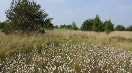 Veenpluis in een levend hoogveen in Nederland