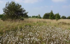 Veenpluis in een levend hoogveen in Nederland