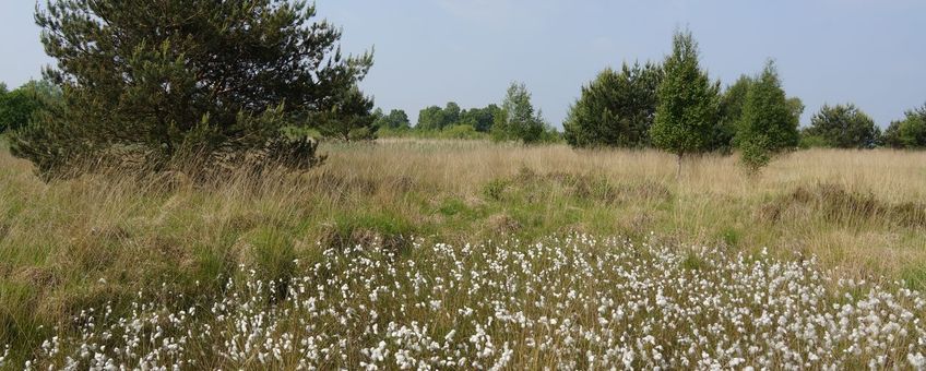 Veenpluis in een levend hoogveen in Nederland