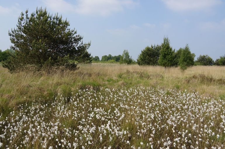 Levend hoogveen, hier met veenpluis, houdt heel veel (kwel)water vast en geeft dit in droge perioden geleidelijk af aan de omgeving. Dit levert heel waardevolle natuur op, en is ook voor de landbouw in de omgeving van groot bedrijfseconomisch belang. De natuur die ontstaat is ook nog eens heel erg mooi om te zien. Je zou denken: wat wil een mens nog meer!?