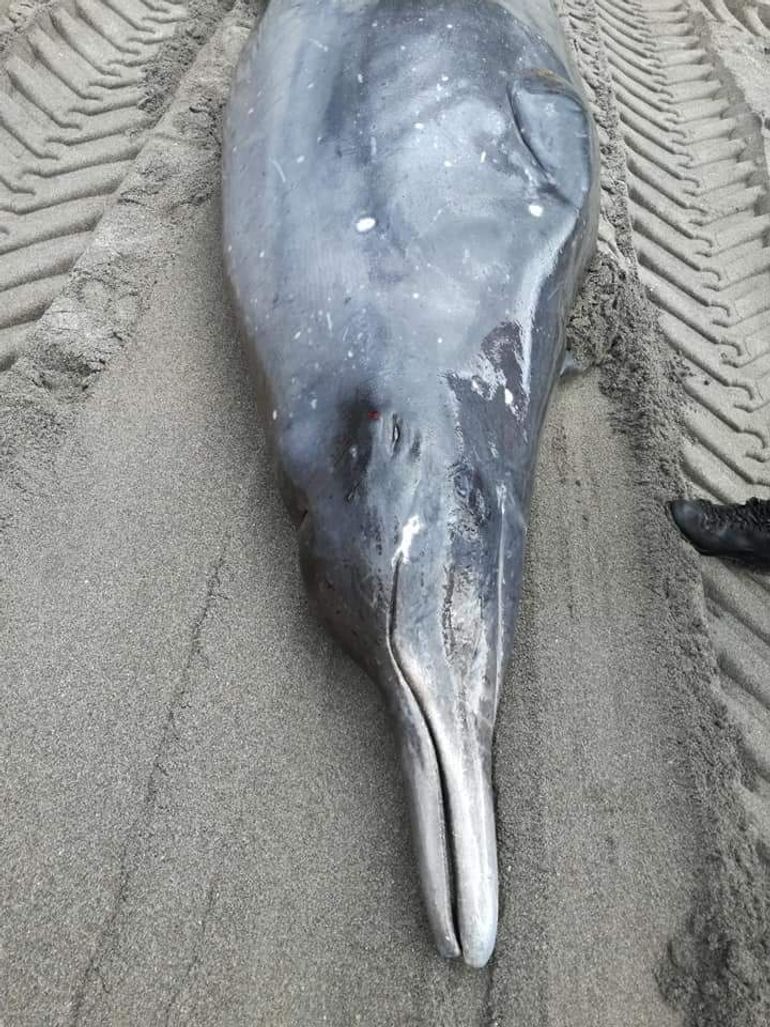 Stranding gewone spitssnuitdolfijn