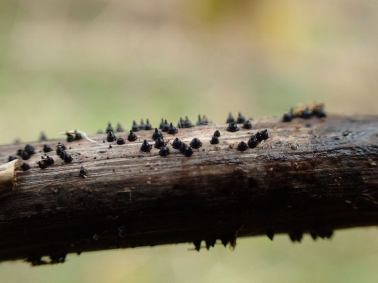 Brandnetelvulkaantje (Leptosphaeria acuta), een algemene soort op oude stengels van brandnetels, die vooral in het voorjaar te zien is