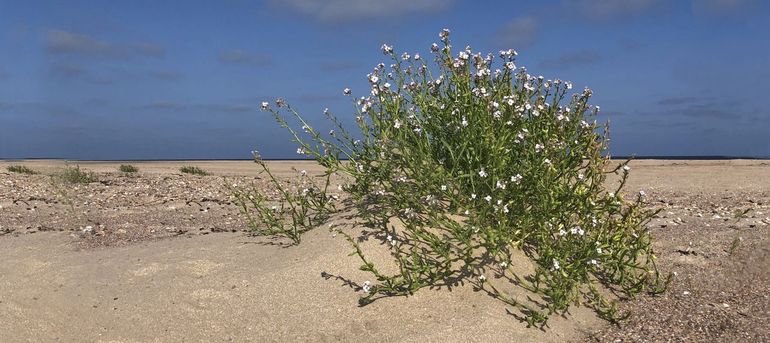 Planten, zoals deze zeeraket, profiteren van de voedingsstoffen in aangespoeld wier, die via rotting en vertering door onder andere wiervliegen aan de bodem zijn afgegeven