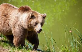 Grizzly bear Grizzly bear